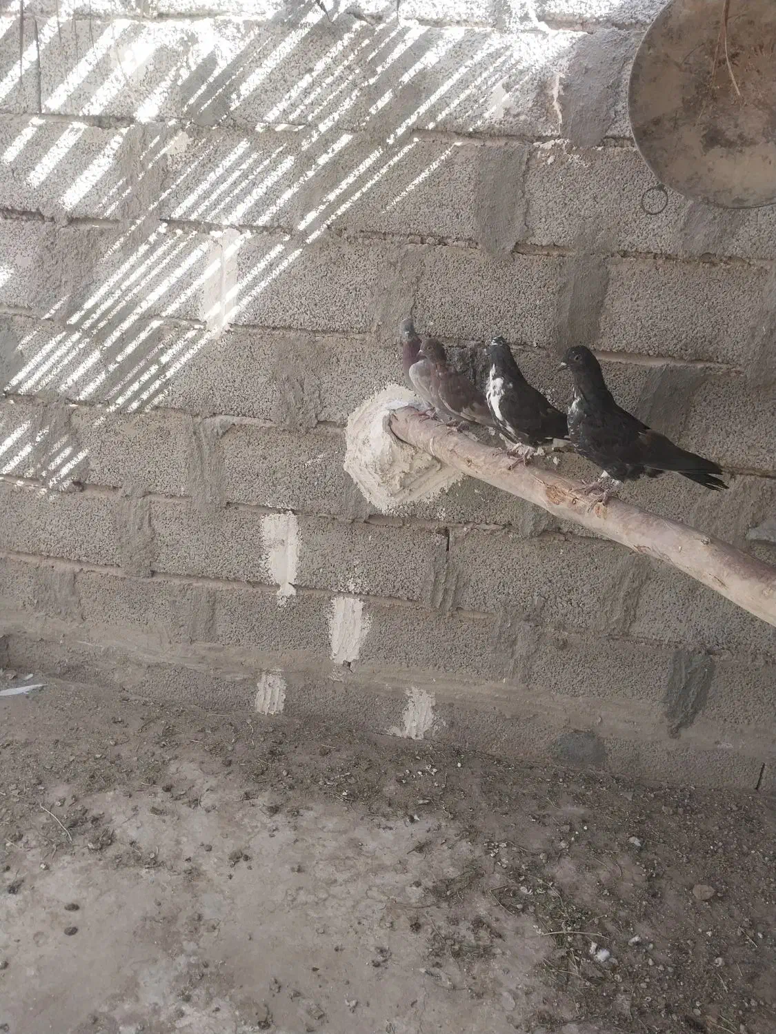 کفترنوچه پرشی|پرنده|لار, |دیوار