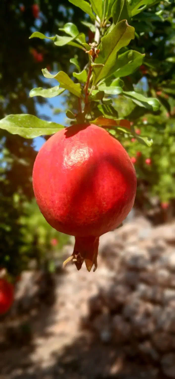انار محمود اباد|خوردنی و آشامیدنی|گرمسار, |دیوار
