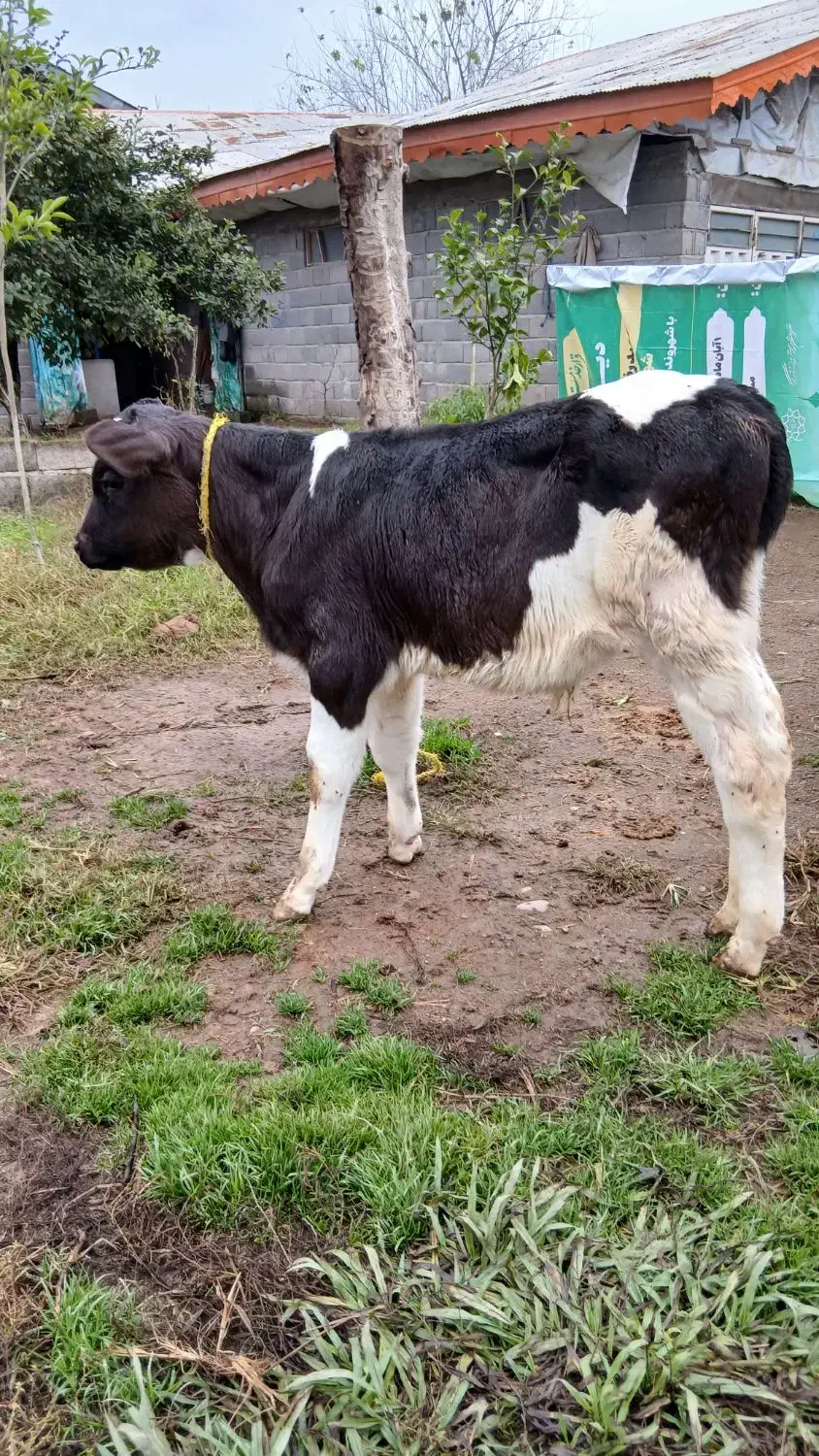 ۲ راس گاو (گوساله نر هلشتاین آمریکایی اصیل)|حیوانات مزرعه|آستانه اشرفیه, |دیوار