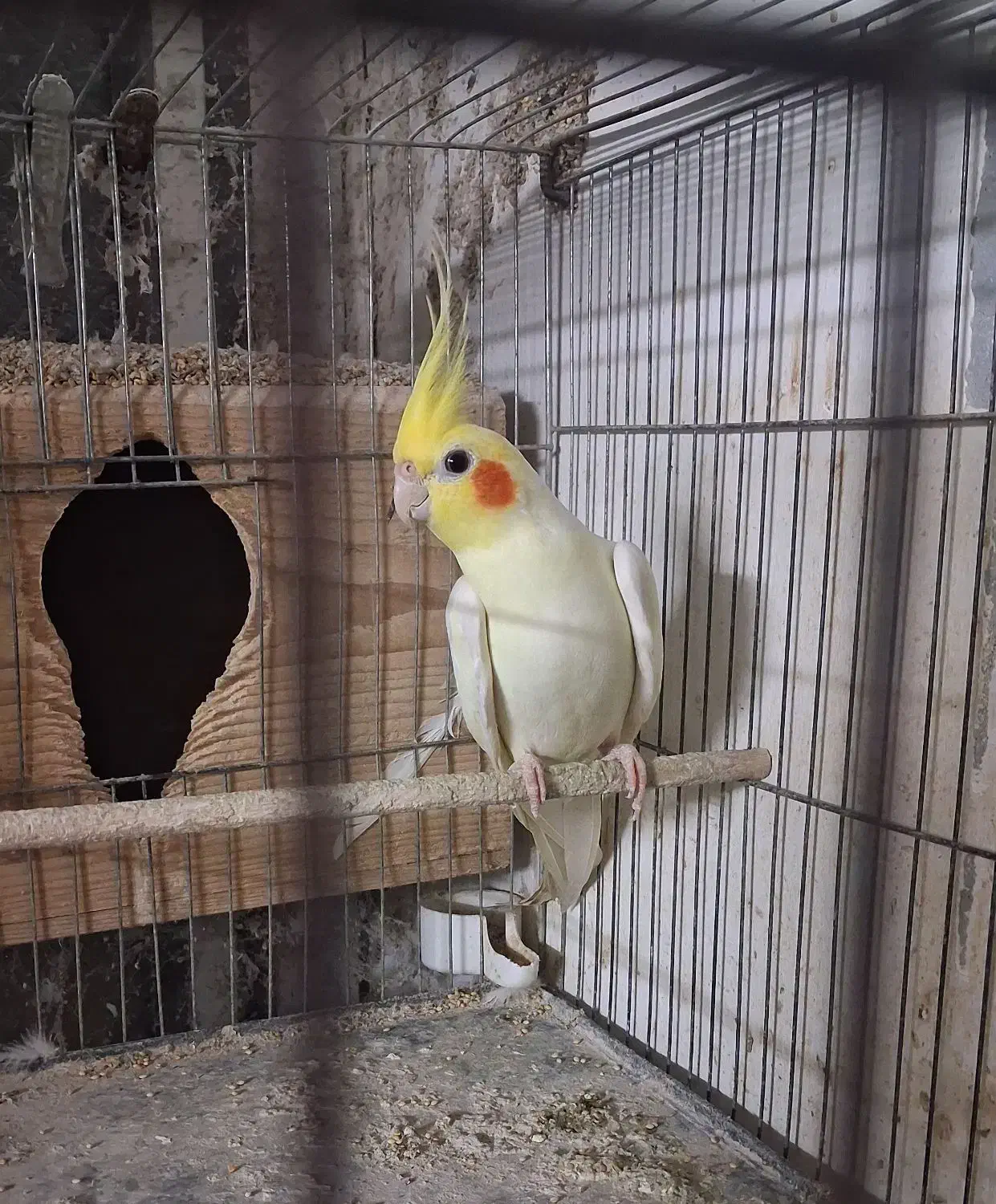 تعدادی عروس هلندی لوتینو وآلبینو|پرنده|بندر انزلی, معلم|دیوار