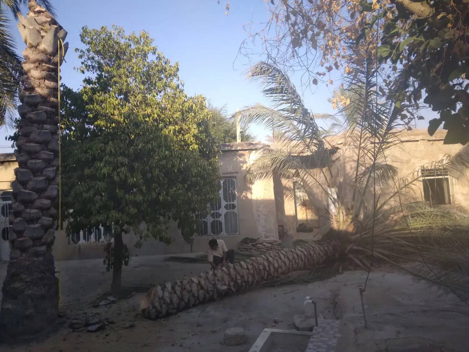 قطع و برش رایگان نخل|خدمات باغبانی و درختکاری|کازرون, |دیوار