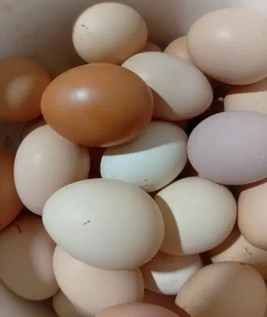 تخممرغ محلی|خوردنی و آشامیدنی|شیروان (خراسان), |دیوار