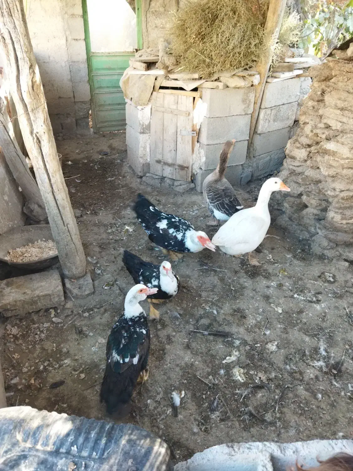 غاز و اردک|حیوانات مزرعه|مشگین شهر, |دیوار