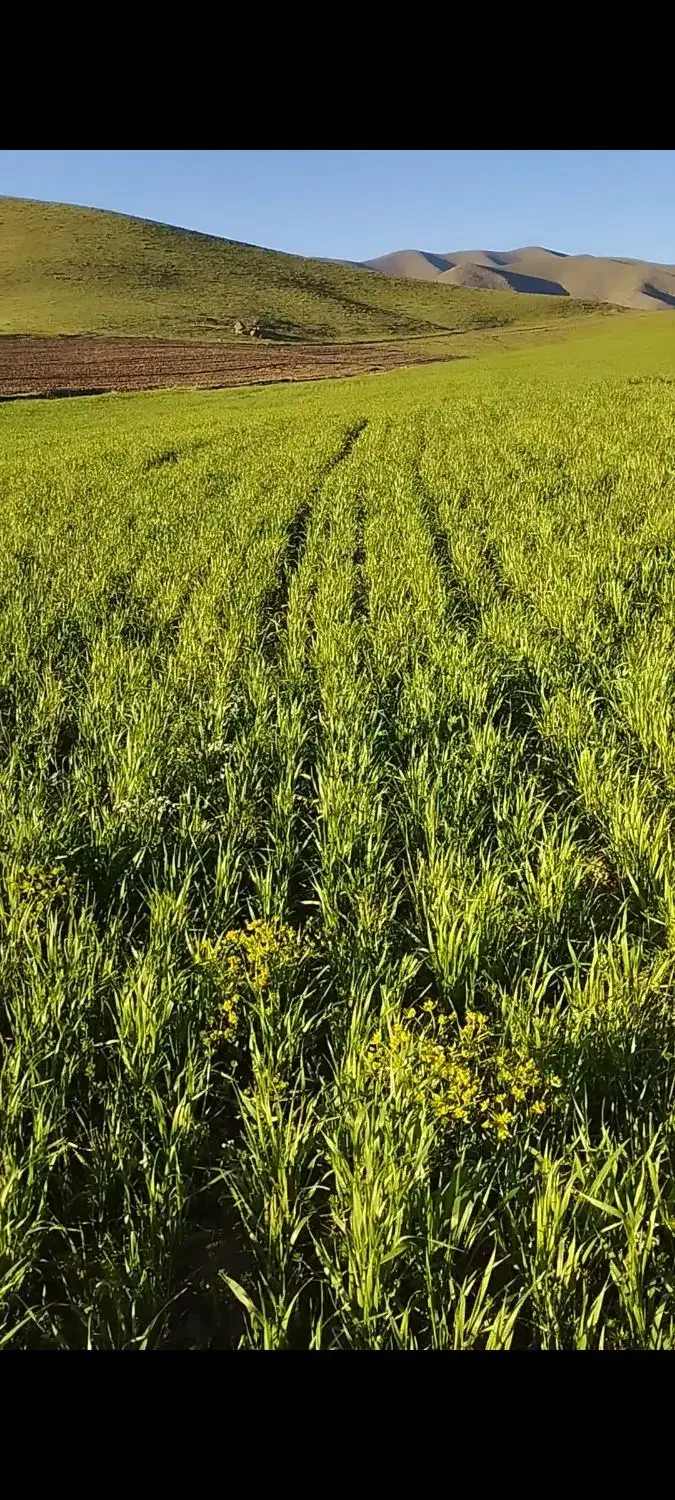 زمین دیم روستای کومایین|فروش زمین و ملک کلنگی|موچش, |دیوار