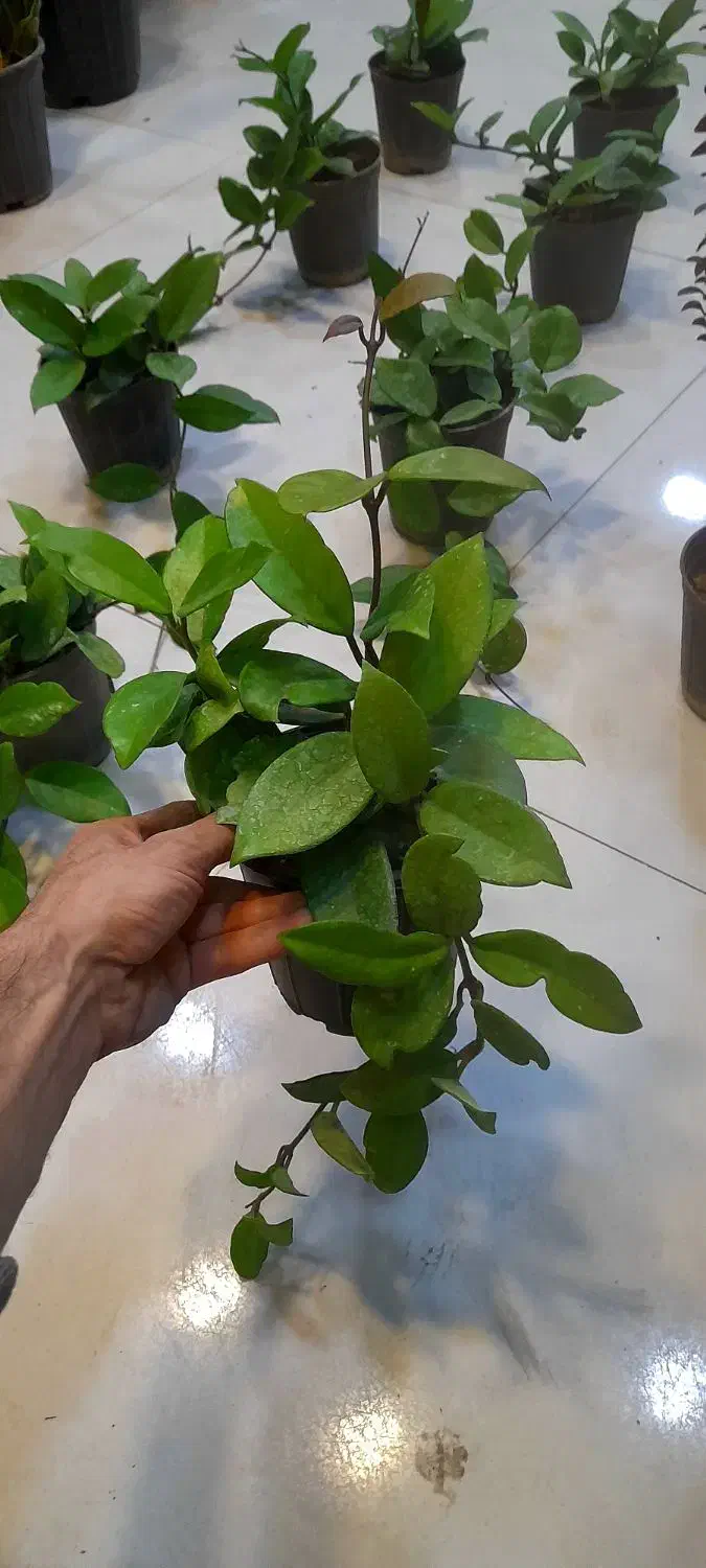 هویا پیچ مومی ساکولنت رونده آویزی برگ ضخیم|گل و گیاه طبیعی|قم, نیروگاه|دیوار