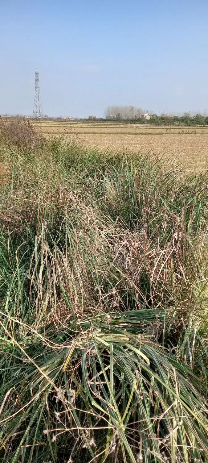 زمین کشاورزی|فروش زمین و ملک کلنگی|لشت نشا, |دیوار