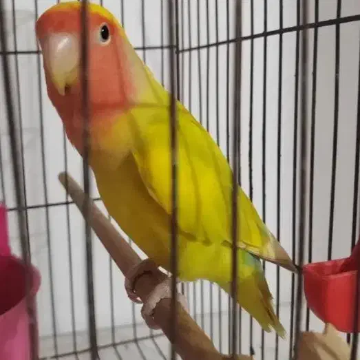 یک جفت طوطی برزیلی مولد ۱سال و ۷ماه|پرنده|برازجان, |دیوار