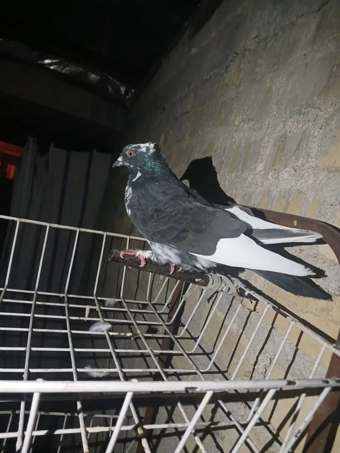 کبوتر|پرنده|فیروزآباد (فارس), |دیوار