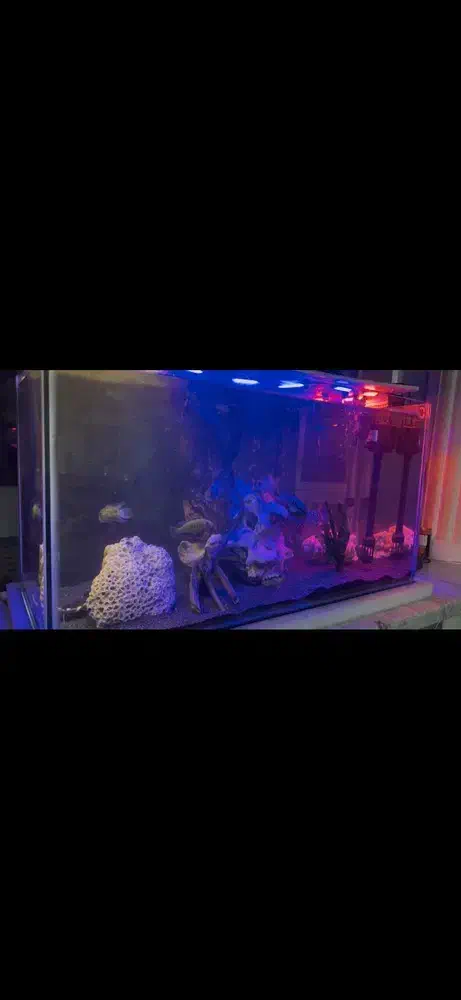 آکواریوم کامل|ماهی|سقز, |دیوار