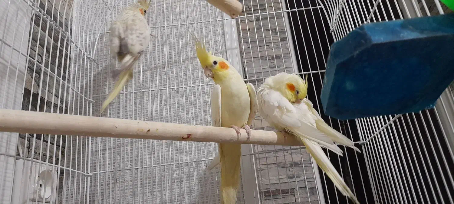 عروس هلندی حراج|پرنده|محمدیه-قزوین, |دیوار