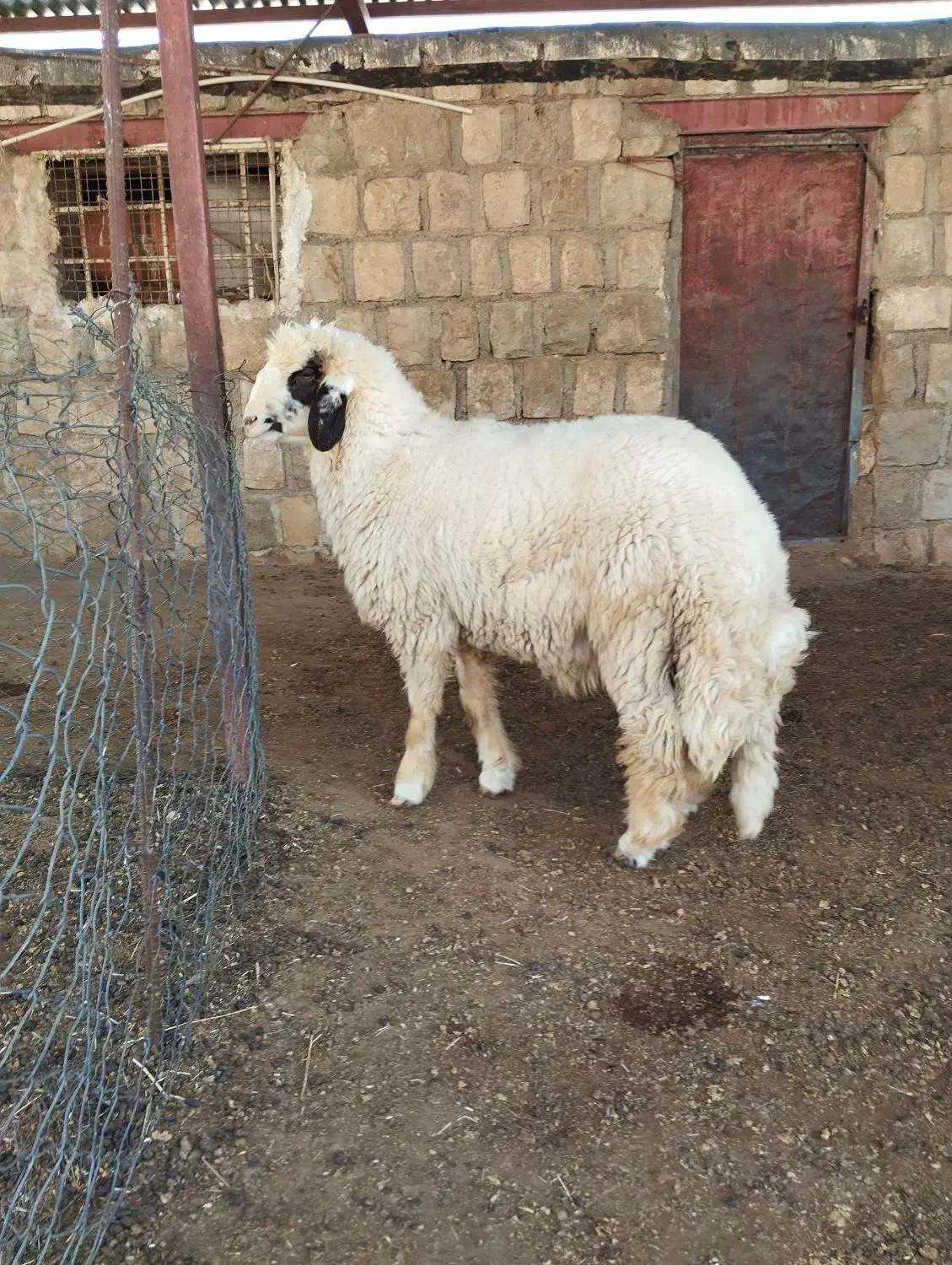 بره قوچ سنجابی|حیوانات مزرعه|چرداول, |دیوار