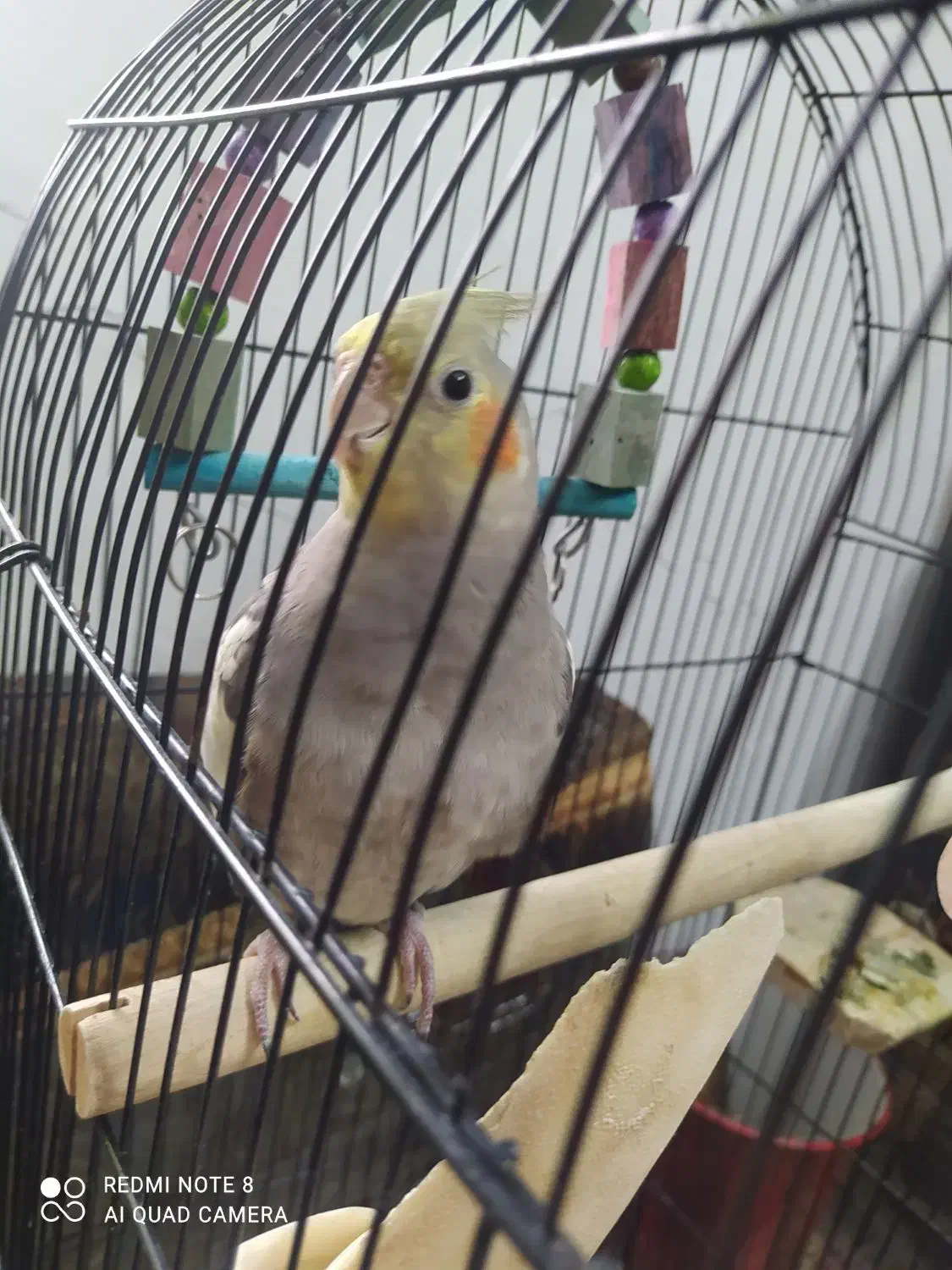 عروس هلندی چهار ماهه|پرنده|کتالم و سادات شهر, |دیوار