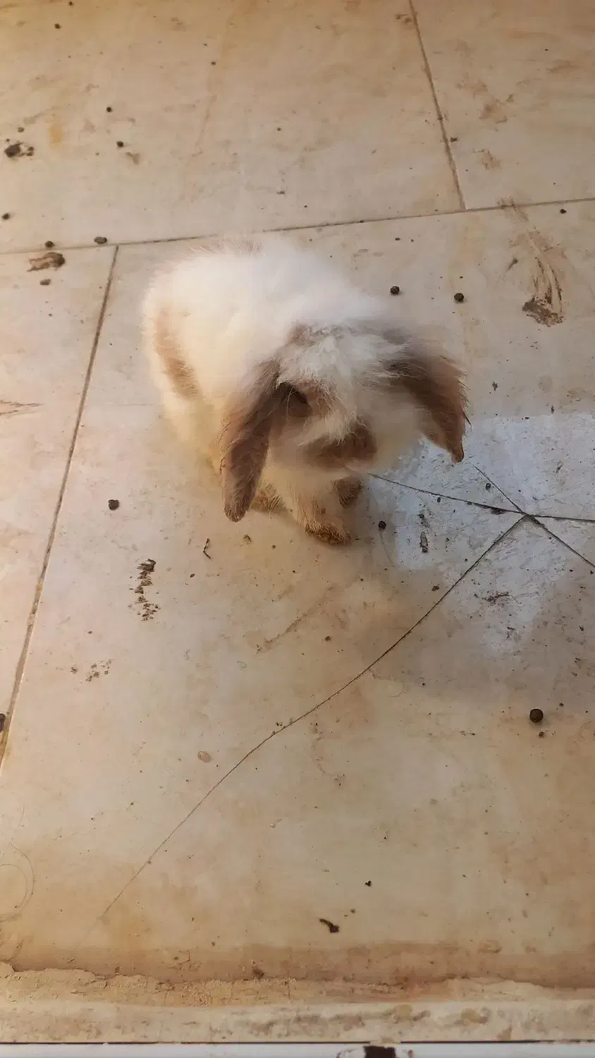 فروش خرگوش لوپو نر خانگی|موش و خرگوش|بندرعباس, |دیوار