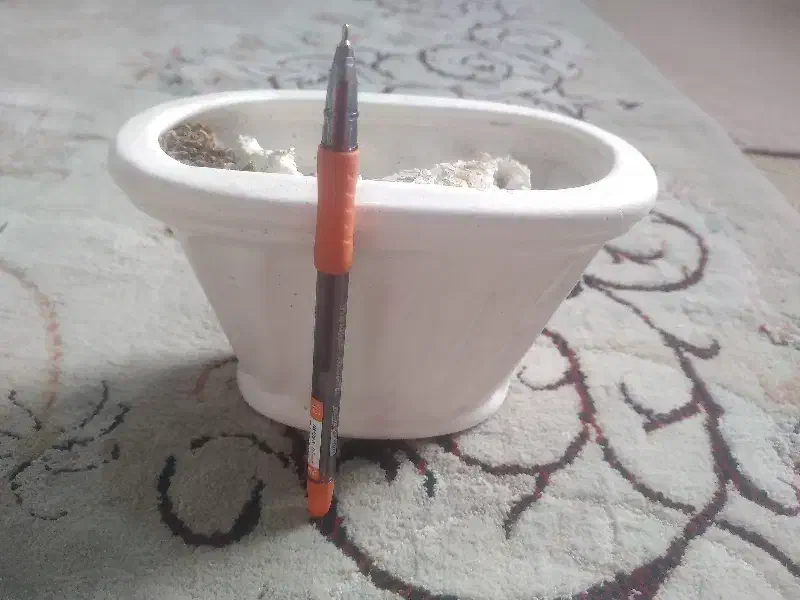 گلدان بزرگ سالم|گل و گیاه طبیعی|قرچک, داوود آباد|دیوار