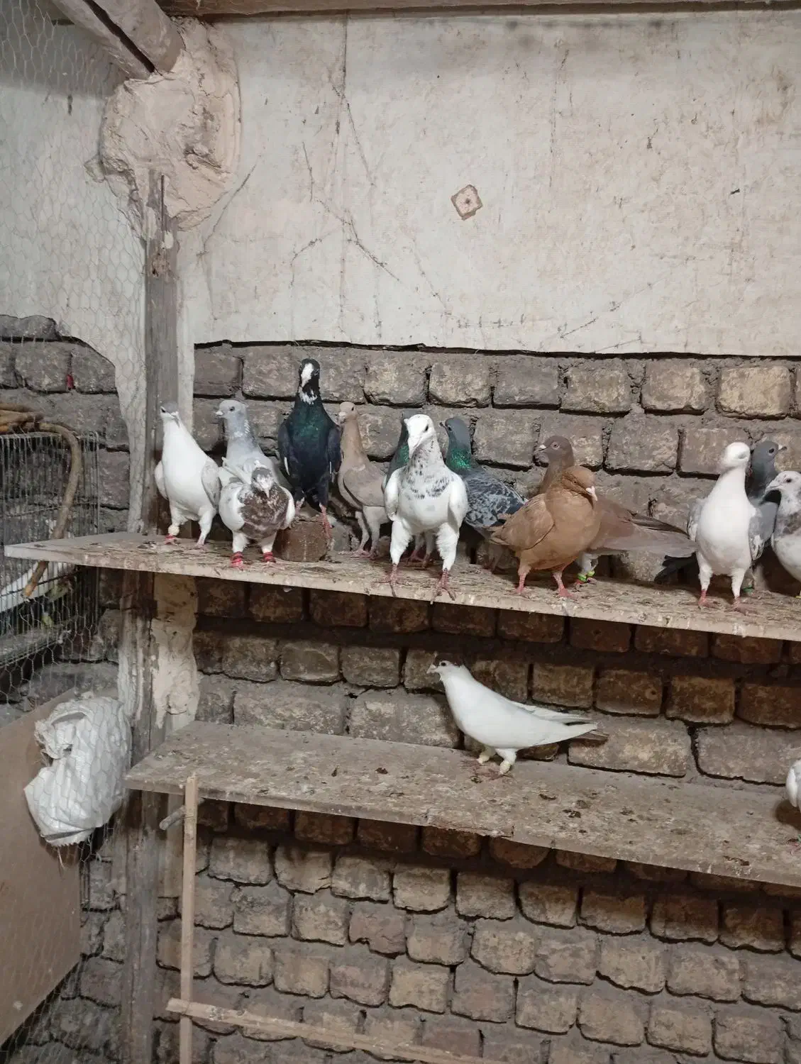 کفتر پرشی|پرنده|محمدیه-قزوین, |دیوار