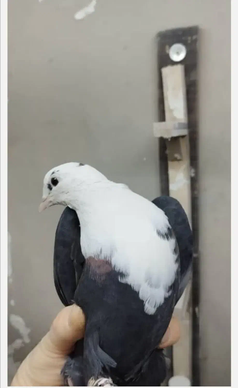 کربلایی ماده|پرنده|بجنورد, |دیوار