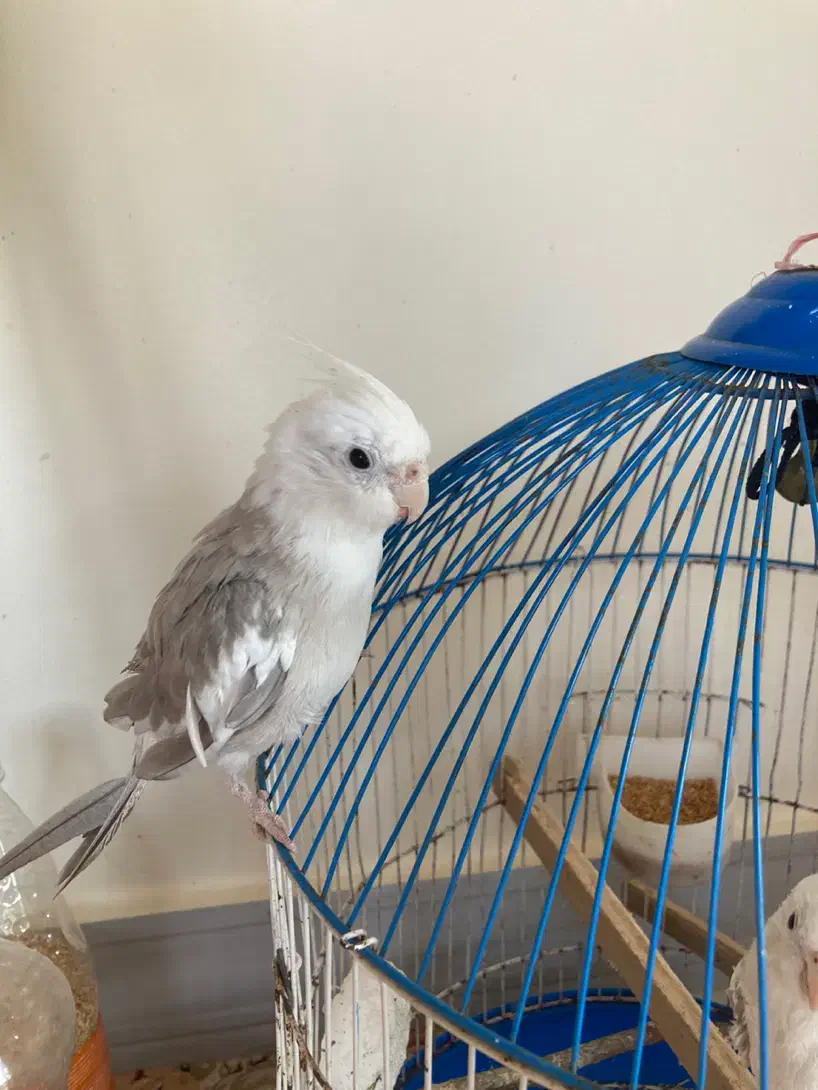 عروس هلندی وایت فیس نر|پرنده|نوشهر, |دیوار