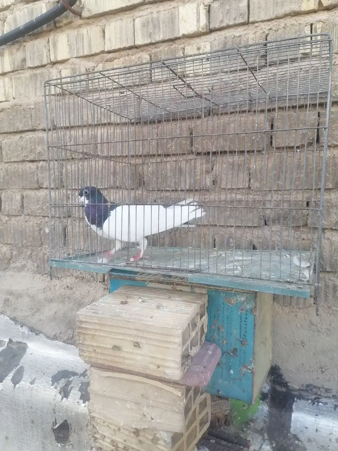 کفتر برکتی|پرنده|شیراز, حجت آباد|دیوار
