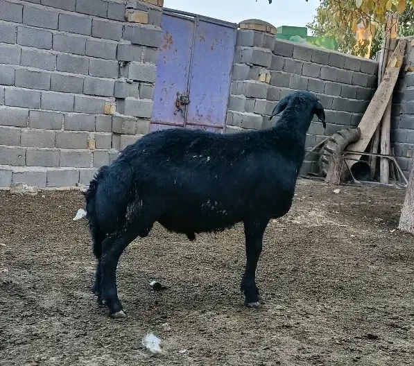 بره قوچ قره قزل|حیوانات مزرعه|زنجان, |دیوار