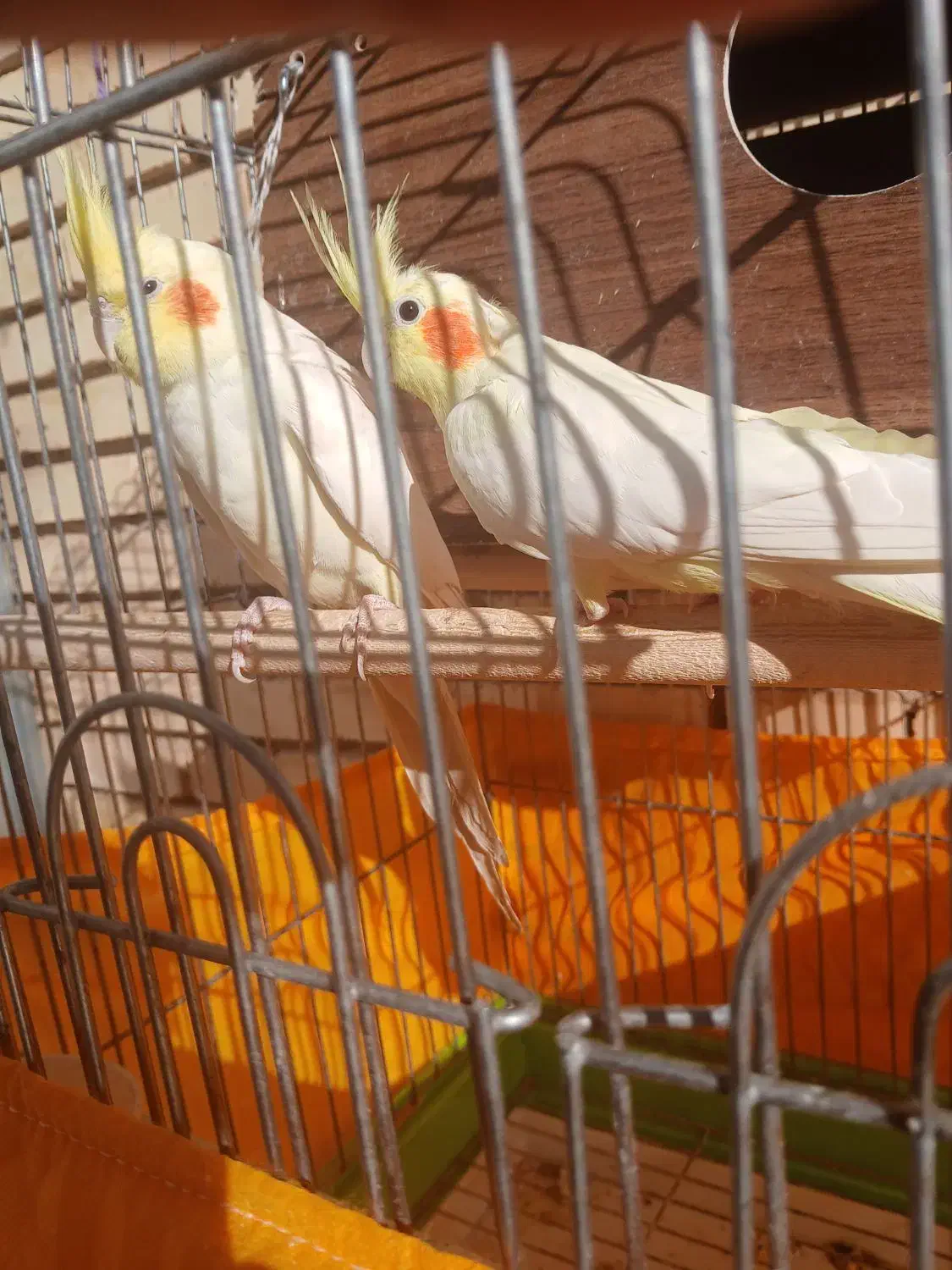 یک جفت عروس هلندی به همراه سه عدد جوجه|پرنده|تفت, |دیوار