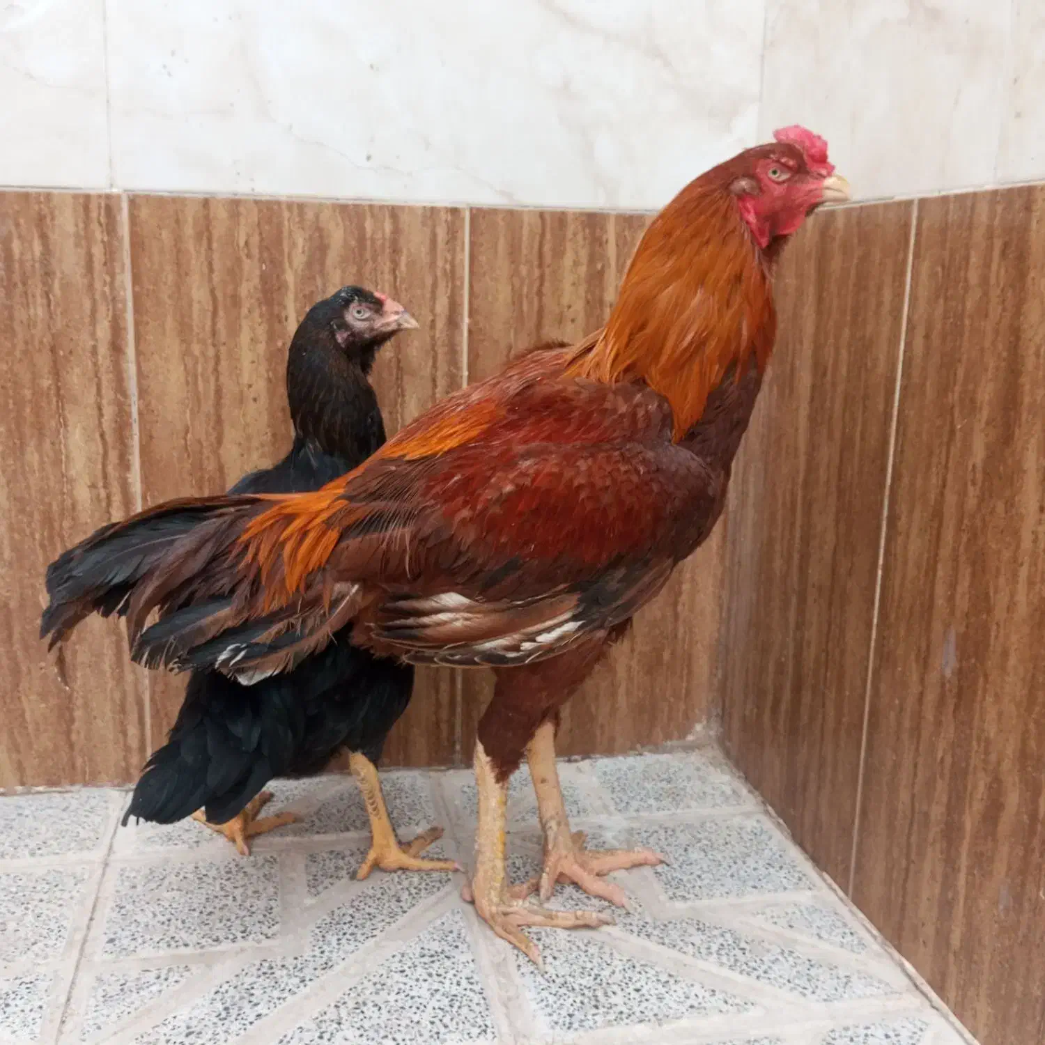 خروس|حیوانات مزرعه|تربت‌حیدریه, رباط سفلی|دیوار