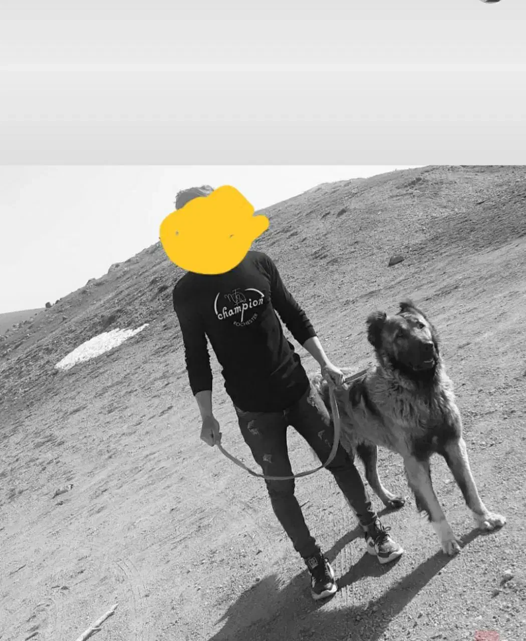 سگ سرابی|سگ|سراب, |دیوار