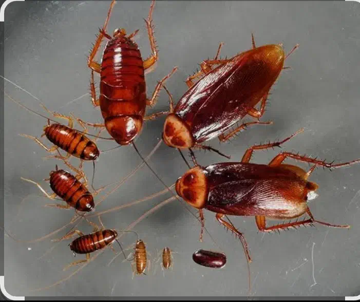 سم پاشی، سمپاشی سوسک، ساس، بید فرش، کنه کبوتر|خدمات نظافت|شیراز, قصرالدشت|دیوار