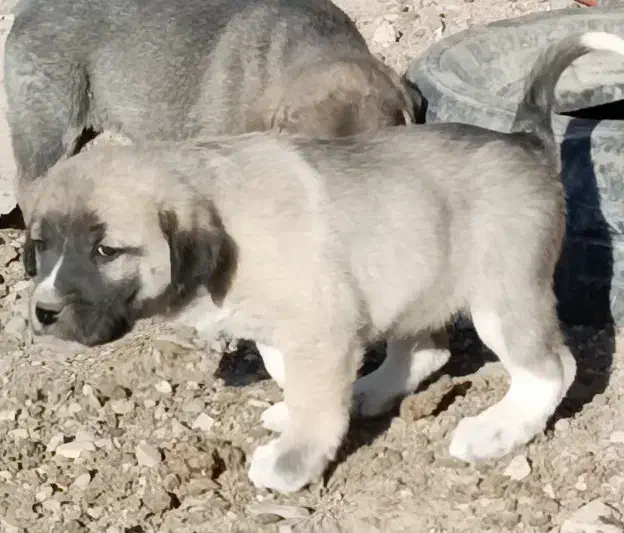 واگذاری سرابی|سگ|تهران, قلمستان|دیوار