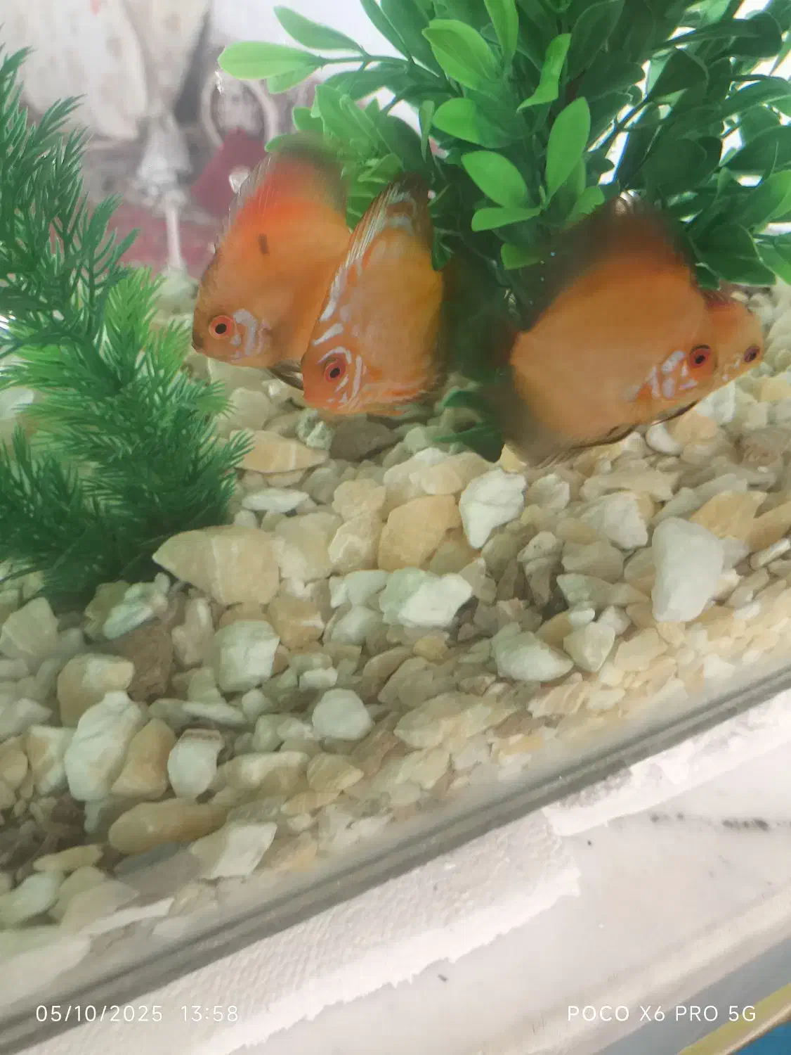 باسلام ماهی دیسکس فروشی است|ماهی|کاشمر, |دیوار