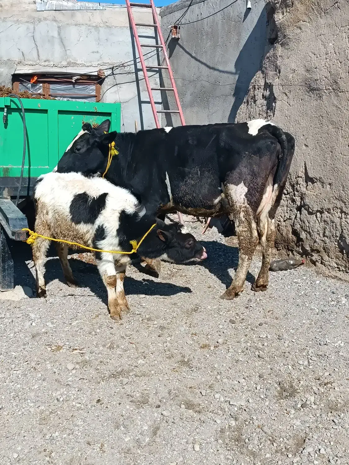 گاو شیری|حیوانات مزرعه|هشترود, |دیوار