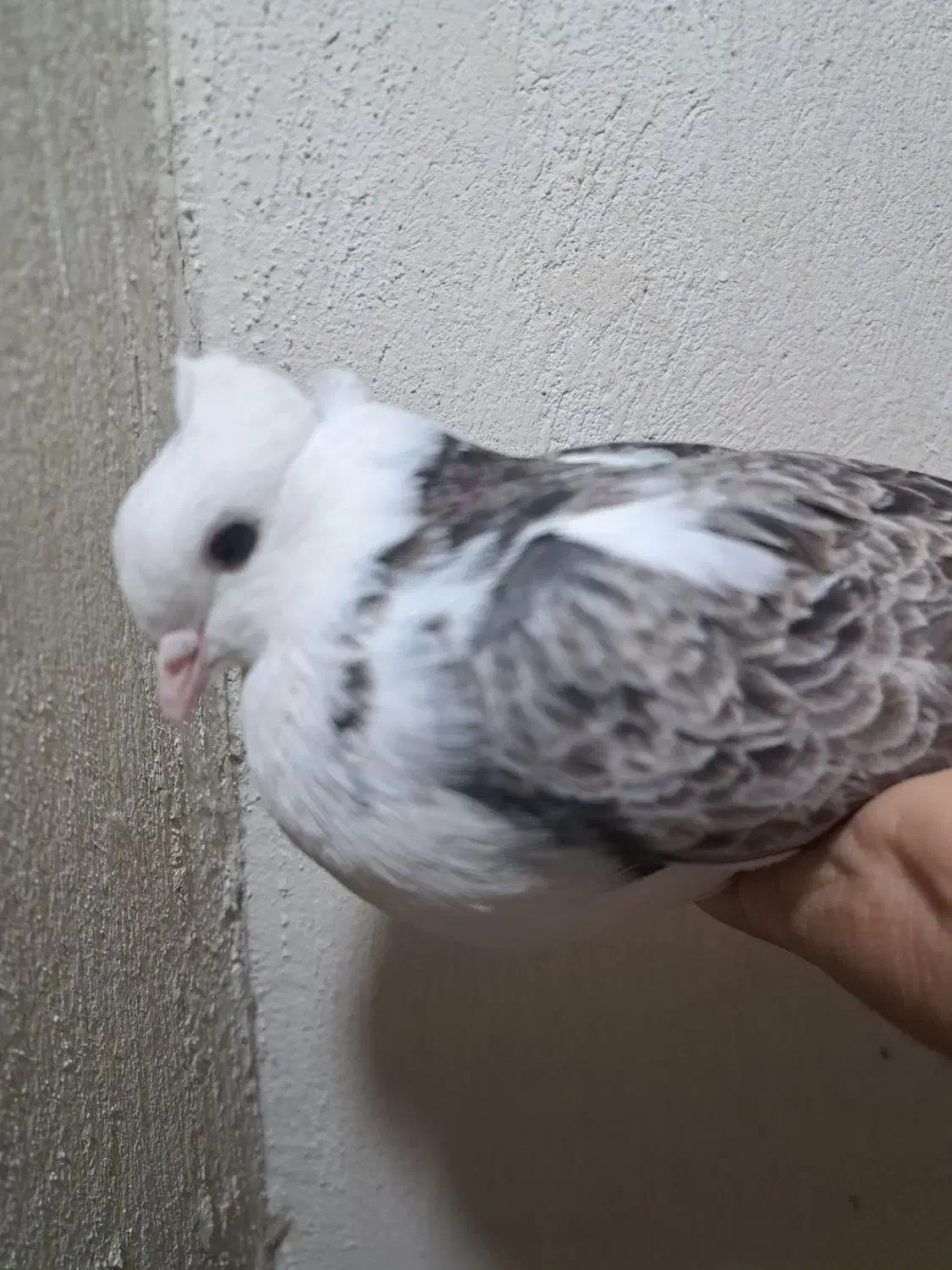 تعدادی کبوتر|پرنده|فولادشهر, مسکن مهر فولادشهر|دیوار