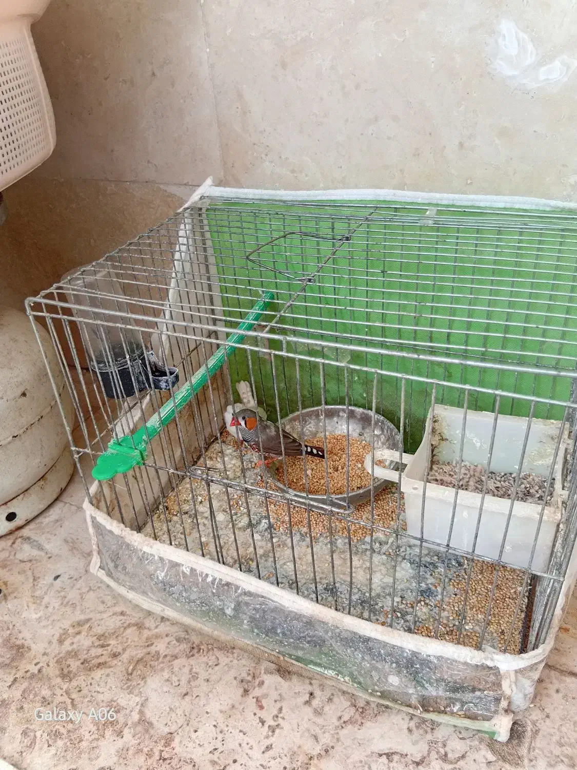 فنچ نروماده|پرنده|گلبهار, شهر جدید گلبهار|دیوار