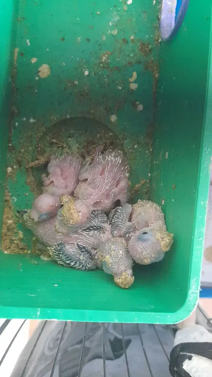 مرغ عشق|پرنده|زیباشهر, |دیوار