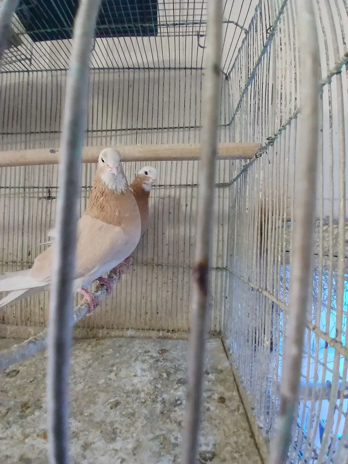 کفتر پرشی|پرنده|اصفهان, شاهد|دیوار