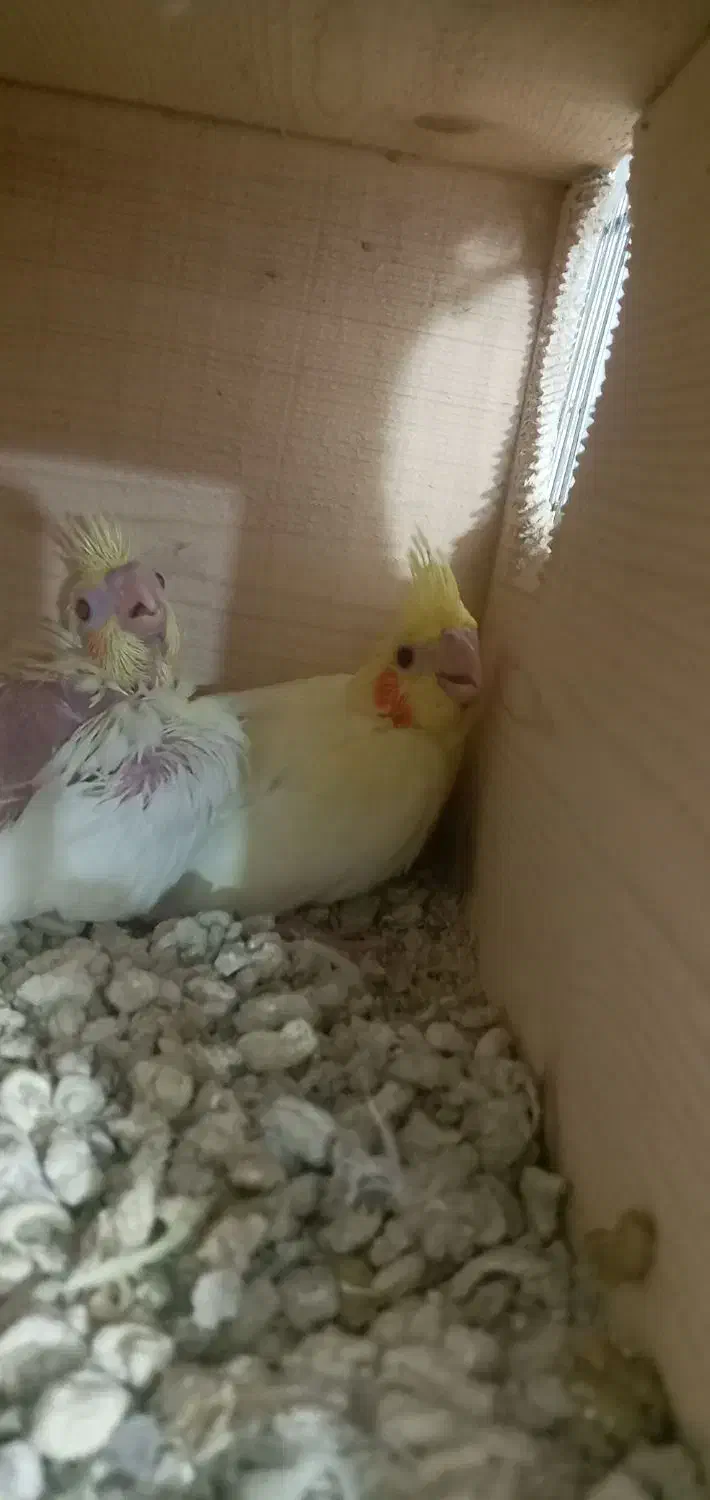 ۲عددجوجه عروس هلندی لوتینو سرلاکی|پرنده|چابهار, |دیوار