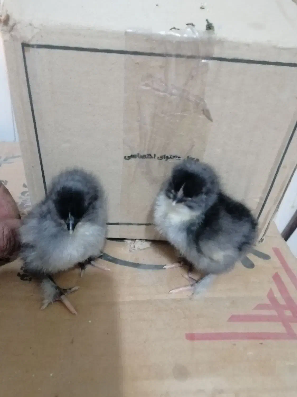 فروش جوجه نژادهای خاص و تخم رنگی امیرفارم|حیوانات مزرعه|سیرجان, |دیوار