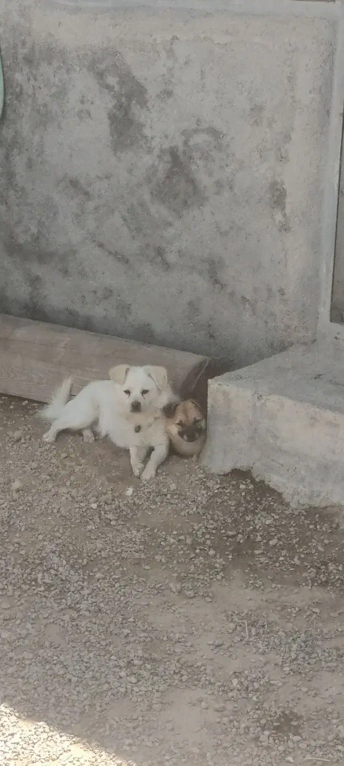 واگذاری سگ|سگ|لنجان, |دیوار