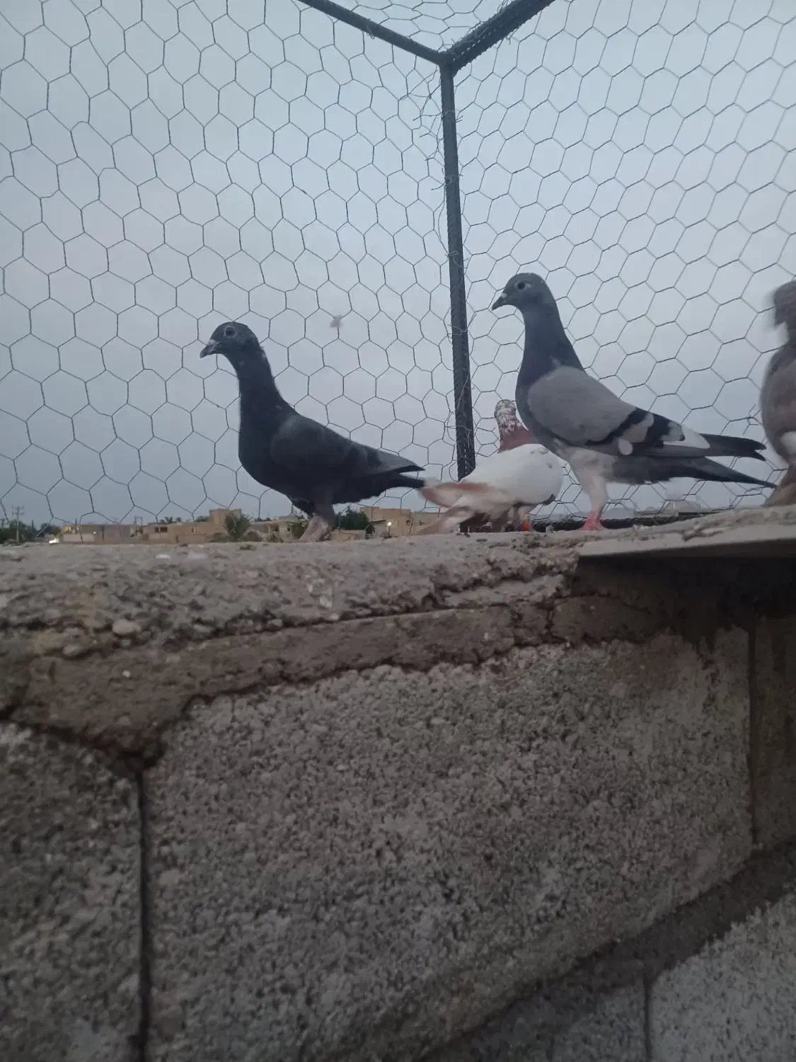 پرنده|پرنده|شوشتر, |دیوار