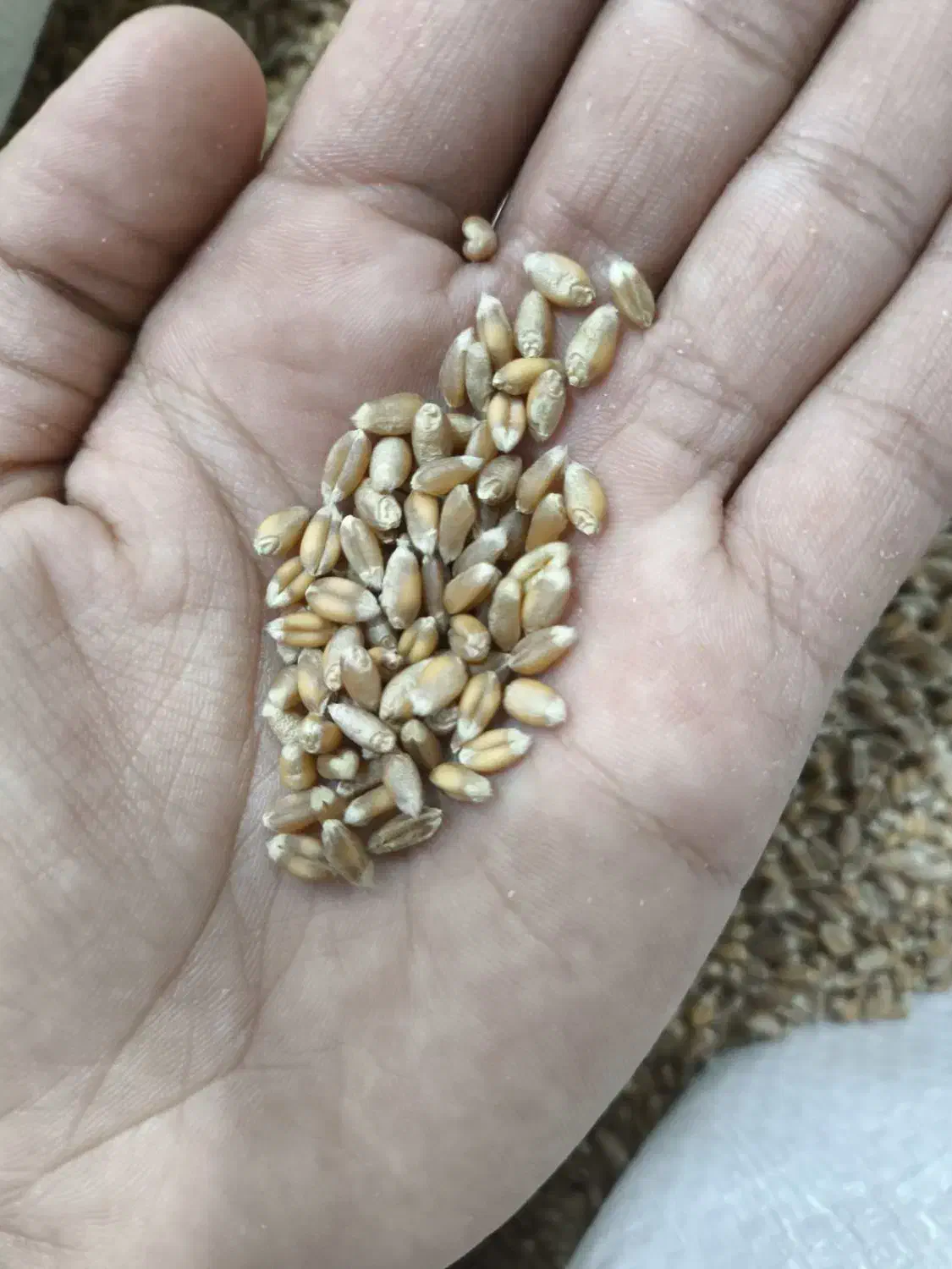 گندم و جو بذری|خدمات باغبانی و درختکاری|خزل, |دیوار