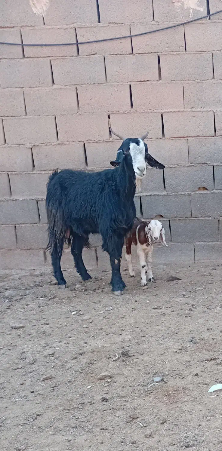 یک عدد چبوش زاییده فروشی|حیوانات مزرعه|تربت جام, معدآباد|دیوار