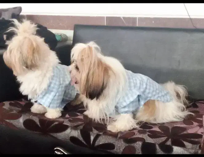 شیتزو سوپر فلت|سگ|تربت‌حیدریه, اندیشه|دیوار