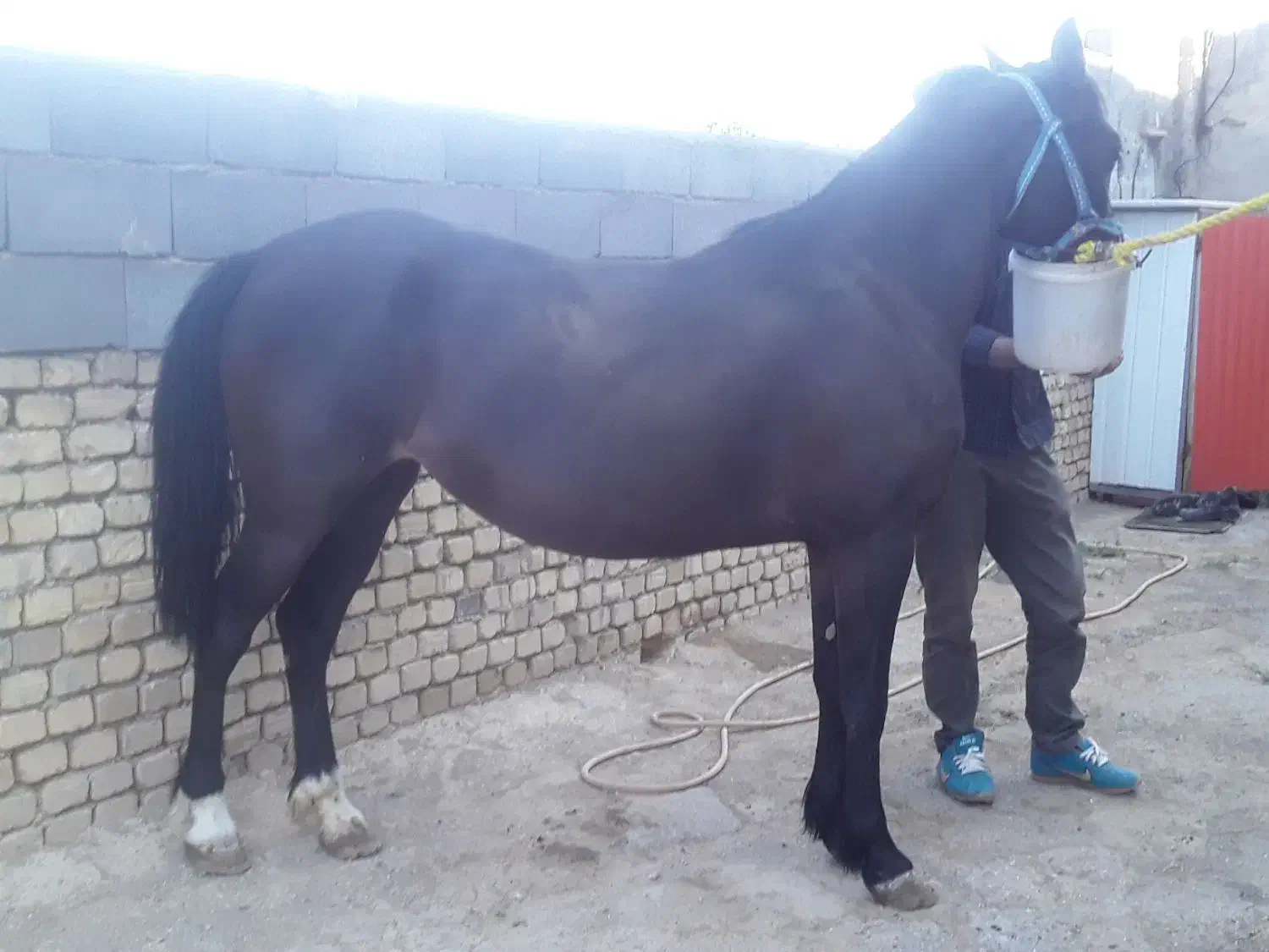 مادیان مشکی شکم طلا|اسب و تجهیزات اسبسواری|فرمهین, |دیوار