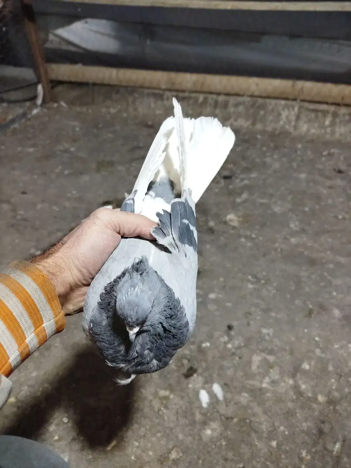 1عددماده|پرنده|پاکدشت, خاتون آباد|دیوار