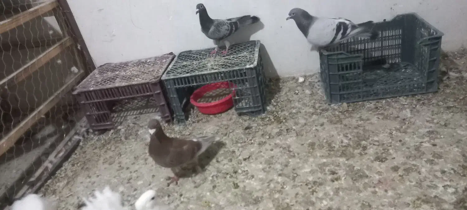 کبوتر|پرنده|نقده, |دیوار