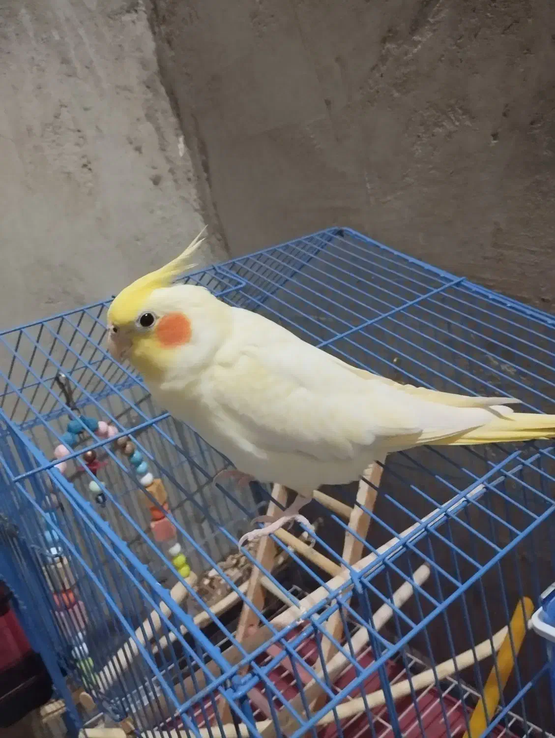 عروس هلندی دستی|پرنده|اشکنان, |دیوار