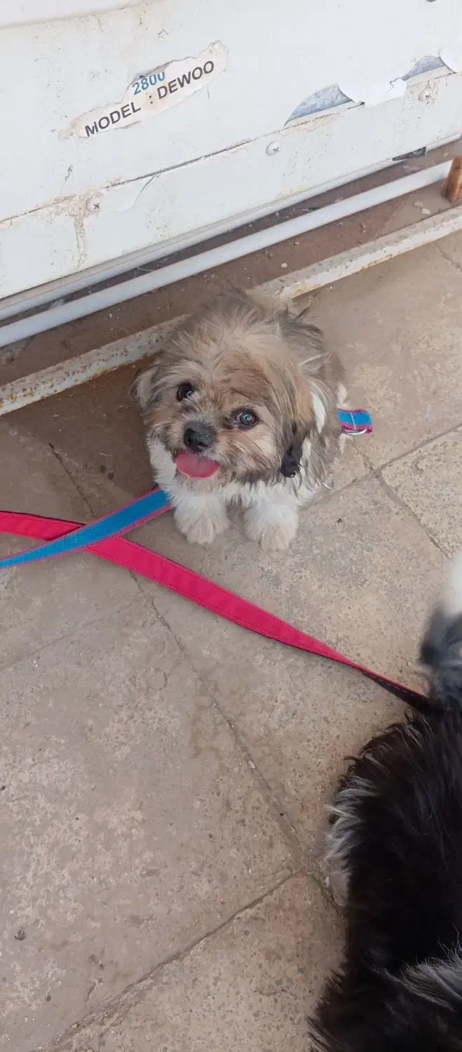 سگ فانتزی|سگ|بادرود, |دیوار