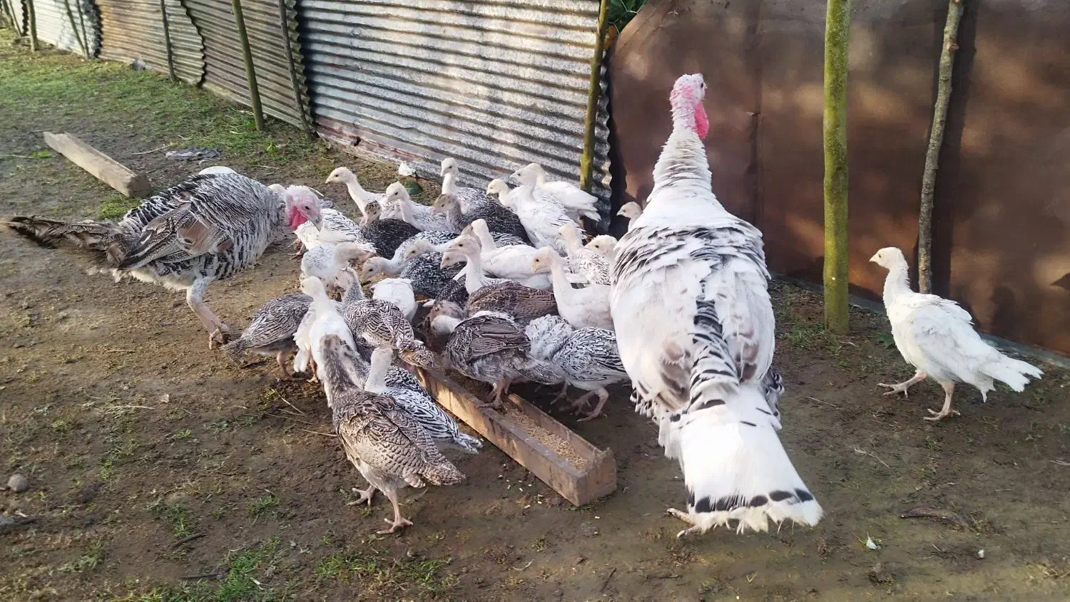 جوجه بوقلمون|حیوانات مزرعه|رودسر, |دیوار