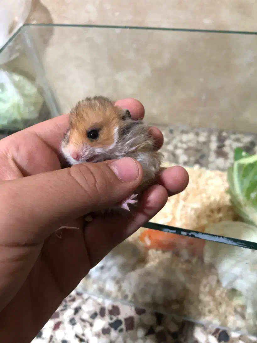 همستر ،خرگوش|موش و خرگوش|گنبد کاووس, |دیوار