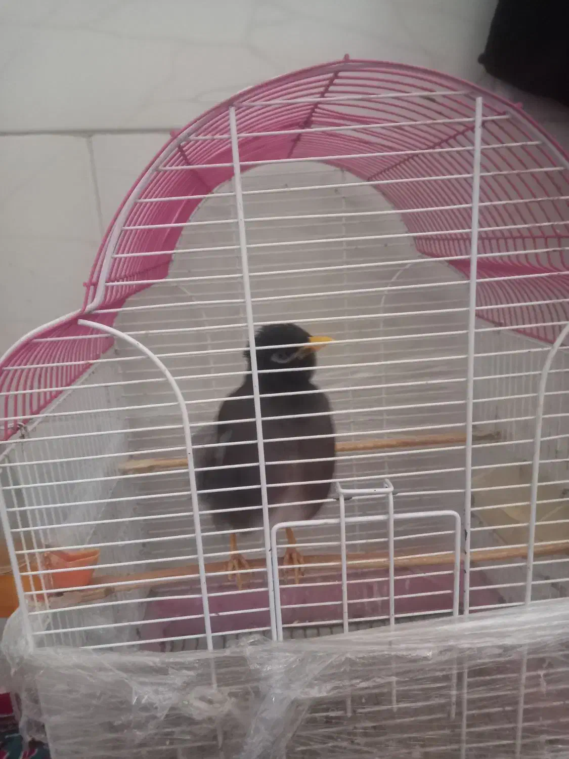 مینا|پرنده|مشکین‌دشت, |دیوار