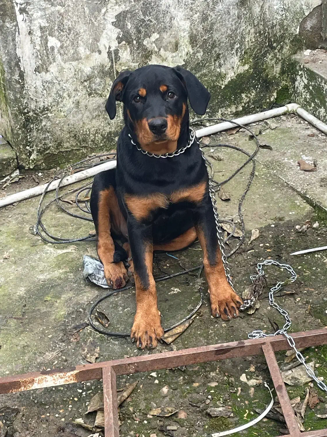 رتوایلر 4 ماهه واگذار می شود|سگ|خوشرودپی, |دیوار